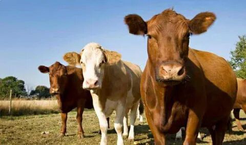 Halil Usta Kurbancılık